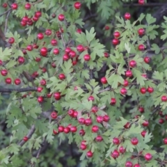 Crataegus monogyna at Paddys River, ACT - 26 Feb 2015 07:28 PM