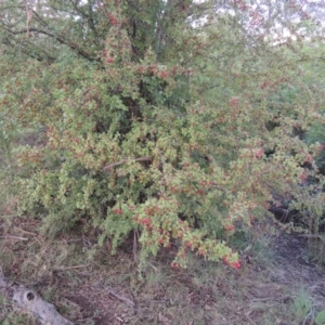 Crataegus monogyna at Paddys River, ACT - 26 Feb 2015 07:28 PM