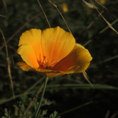 Eschscholzia californica (California Poppy) at Pine Island to Point Hut - 22 Feb 2015 by michaelb