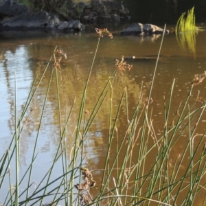 Schoenoplectus tabernaemontani at Greenway, ACT - 22 Feb 2015 07:08 PM