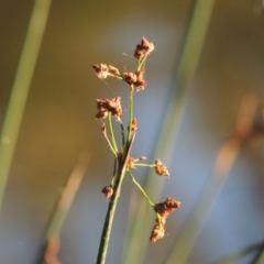 Schoenoplectus tabernaemontani at Greenway, ACT - 22 Feb 2015