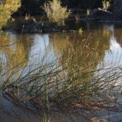 Schoenoplectus tabernaemontani at Greenway, ACT - 22 Feb 2015