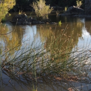 Schoenoplectus validus at Greenway, ACT - 22 Feb 2015