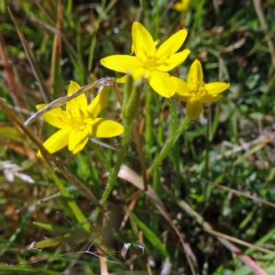 Hypoxis hygrometrica var. villosisepala (Golden Weather-grass) at Paddys River, ACT - 8 Mar 2015 by galah681