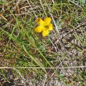 Hypericum gramineum at Paddys River, ACT - 9 Mar 2015