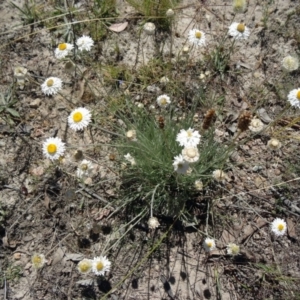 Leucochrysum albicans subsp. tricolor at Farrer Ridge - 9 Mar 2015 11:53 AM