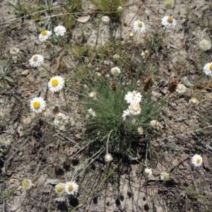 Leucochrysum albicans subsp. tricolor at Farrer Ridge - 9 Mar 2015