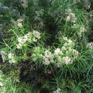 Cassinia longifolia at Farrer Ridge - 9 Mar 2015
