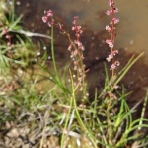 Haloragis sp. at Farrer Ridge - 9 Mar 2015