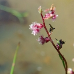 Haloragis sp. at Farrer Ridge - 9 Mar 2015