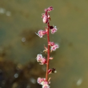 Haloragis sp. at Farrer Ridge - 9 Mar 2015