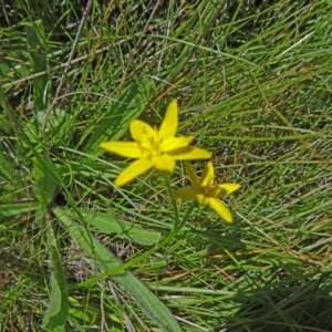 Hypoxis hygrometrica var. villosisepala at Farrer Ridge - 9 Mar 2015