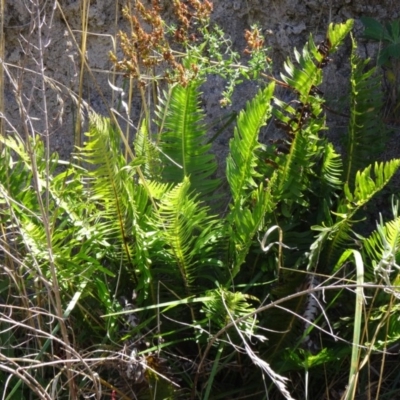 Blechnum nudum (Fishbone Water Fern) at Farrer Ridge - 9 Mar 2015 by galah681