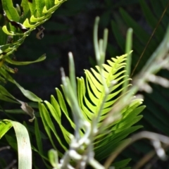 Blechnum nudum at Farrer Ridge - 9 Mar 2015