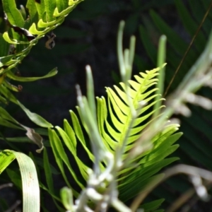 Blechnum nudum at Farrer Ridge - 9 Mar 2015