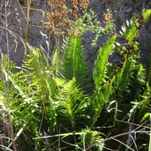 Blechnum nudum at Farrer Ridge - 9 Mar 2015