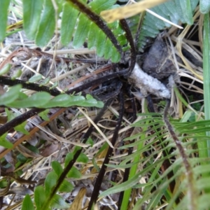 Blechnum nudum at Farrer Ridge - 9 Mar 2015