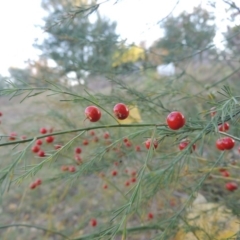 Asparagus officinalis at Tharwa, ACT - 8 Mar 2015