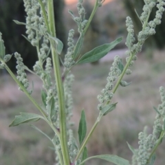 Chenopodium album (Fat Hen) at Tharwa, ACT - 8 Mar 2015 by michaelb