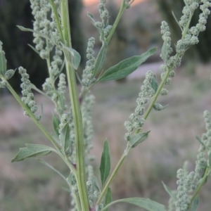 Chenopodium album at Tharwa, ACT - 8 Mar 2015