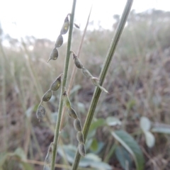 Oxytes brachypoda (Large Tick-trefoil) at Tharwa, ACT - 8 Mar 2015 by MichaelBedingfield