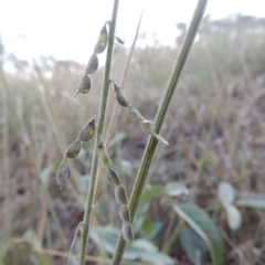 Oxytes brachypoda (Large Tick-trefoil) at Gigerline Nature Reserve - 8 Mar 2015 by michaelb