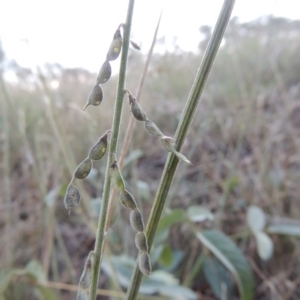 Oxytes brachypoda at Tharwa, ACT - 8 Mar 2015