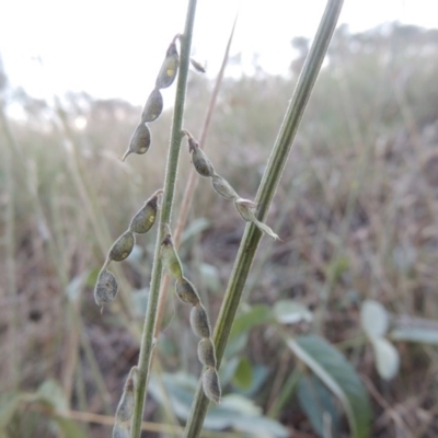 Oxytes brachypoda (Large Tick-trefoil) at Tharwa, ACT - 8 Mar 2015 by MichaelBedingfield