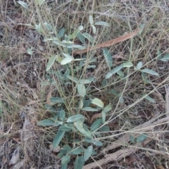 Oxytes brachypoda at Tharwa, ACT - 8 Mar 2015 07:37 PM