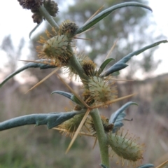 Xanthium spinosum (Bathurst Burr) at Tharwa, ACT - 8 Mar 2015 by MichaelBedingfield