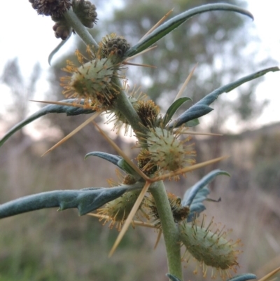 Xanthium spinosum (Bathurst Burr) at Tharwa, ACT - 8 Mar 2015 by MichaelBedingfield