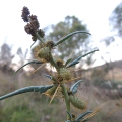 Xanthium spinosum at Tharwa, ACT - 8 Mar 2015