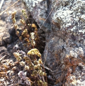 Cheilanthes distans at Molonglo River Reserve - 10 Mar 2015