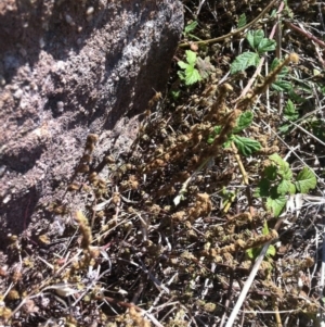 Cheilanthes distans at Molonglo River Reserve - 10 Mar 2015 12:00 AM