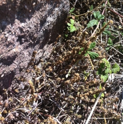 Cheilanthes distans (Bristly Cloak Fern) at Molonglo Valley, ACT - 9 Mar 2015 by RichardMilner