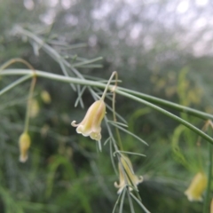 Asparagus officinalis (Asparagus) at Point Hut to Tharwa - 21 Jan 2015 by michaelb