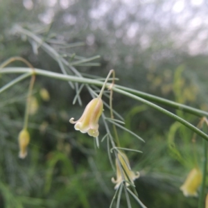 Asparagus officinalis at Paddys River, ACT - 21 Jan 2015 07:36 PM