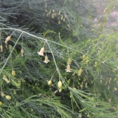 Asparagus officinalis at Paddys River, ACT - 21 Jan 2015 07:36 PM