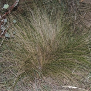 Nassella trichotoma at Paddys River, ACT - 10 Mar 2015