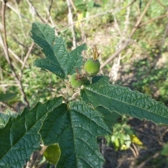 Adriana tomentosa var. tomentosa (Eastern Bitterbush) at Coree, ACT - 11 Mar 2015 by FranM