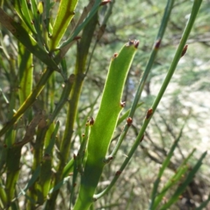 Bossiaea grayi at Paddys River, ACT - suppressed