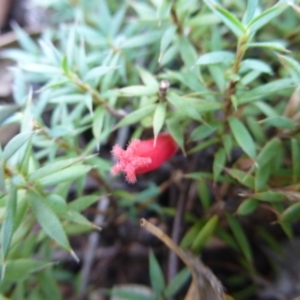 Styphelia humifusum at Coree, ACT - 11 Mar 2015