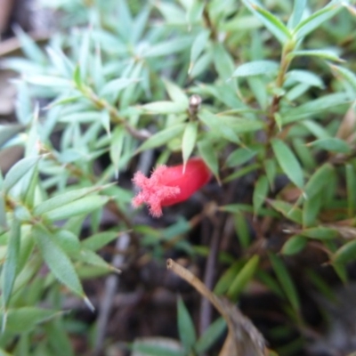 Astroloma humifusum (Cranberry Heath) at Coree, ACT - 10 Mar 2015 by FranM