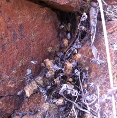 Cheilanthes distans (Bristly Cloak Fern) at Denman Prospect, ACT - 12 Mar 2015 by RichardMilner