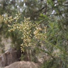 Cassinia quinquefaria (Rosemary Cassinia) at Bruce, ACT - 20 Feb 2015 by MichaelBedingfield
