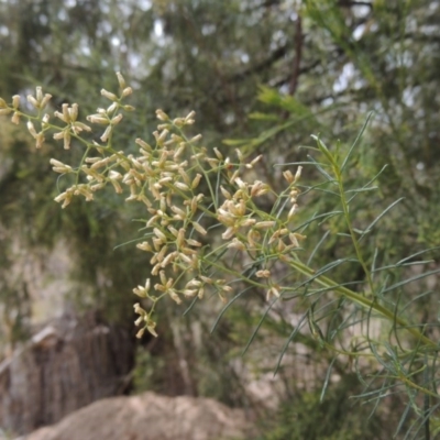 Cassinia quinquefaria (Rosemary Cassinia) at Bruce, ACT - 20 Feb 2015 by MichaelBedingfield