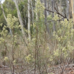 Cassinia quinquefaria at Bruce, ACT - 20 Feb 2015 12:23 PM