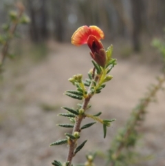 Dillwynia phylicoides (A Parrot-pea) at Bruce Ridge - 20 Feb 2015 by michaelb