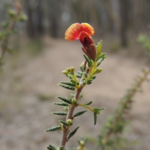 Dillwynia phylicoides at Bruce, ACT - 20 Feb 2015