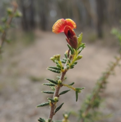 Dillwynia phylicoides (A Parrot-pea) at Bruce Ridge - 20 Feb 2015 by michaelb